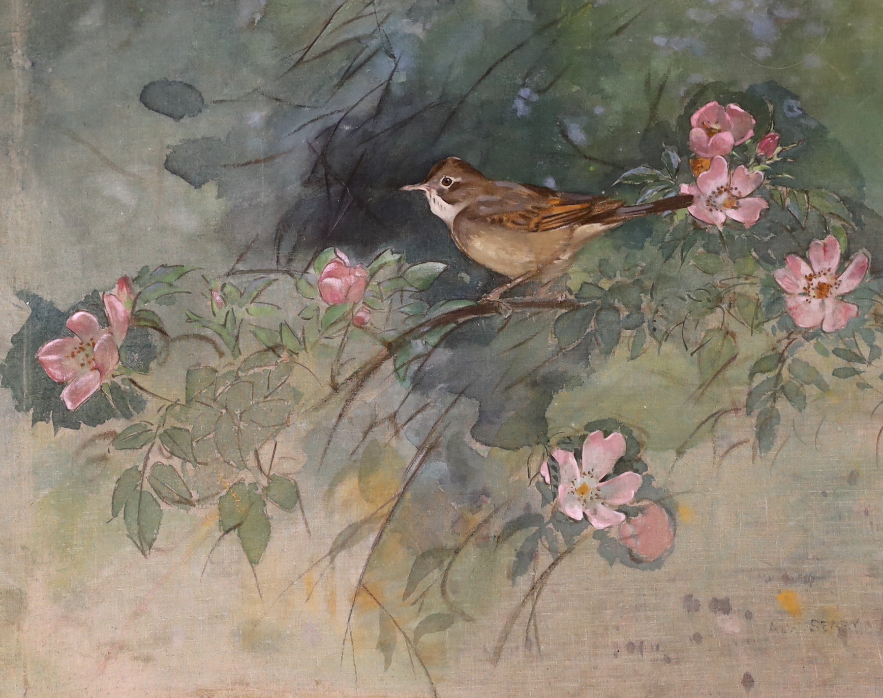 Allen William Seaby (1867-1953), mixed media and gouache on linen, ‘Whitethroat on wild rose bush’, signed, 34 x 43cm